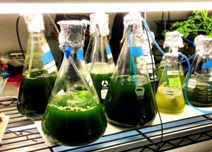 bio-projects